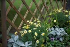 Forest - Venice Planter Includes Trellis - Alton Garden Centre -Konstsmidee Shop VENPL 3 1 1024x684 1