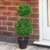 Smart Garden Artificial Duo Topiary Tree - Alton Garden Centre -Konstsmidee Shop products 1580202 5045086 2 3 600