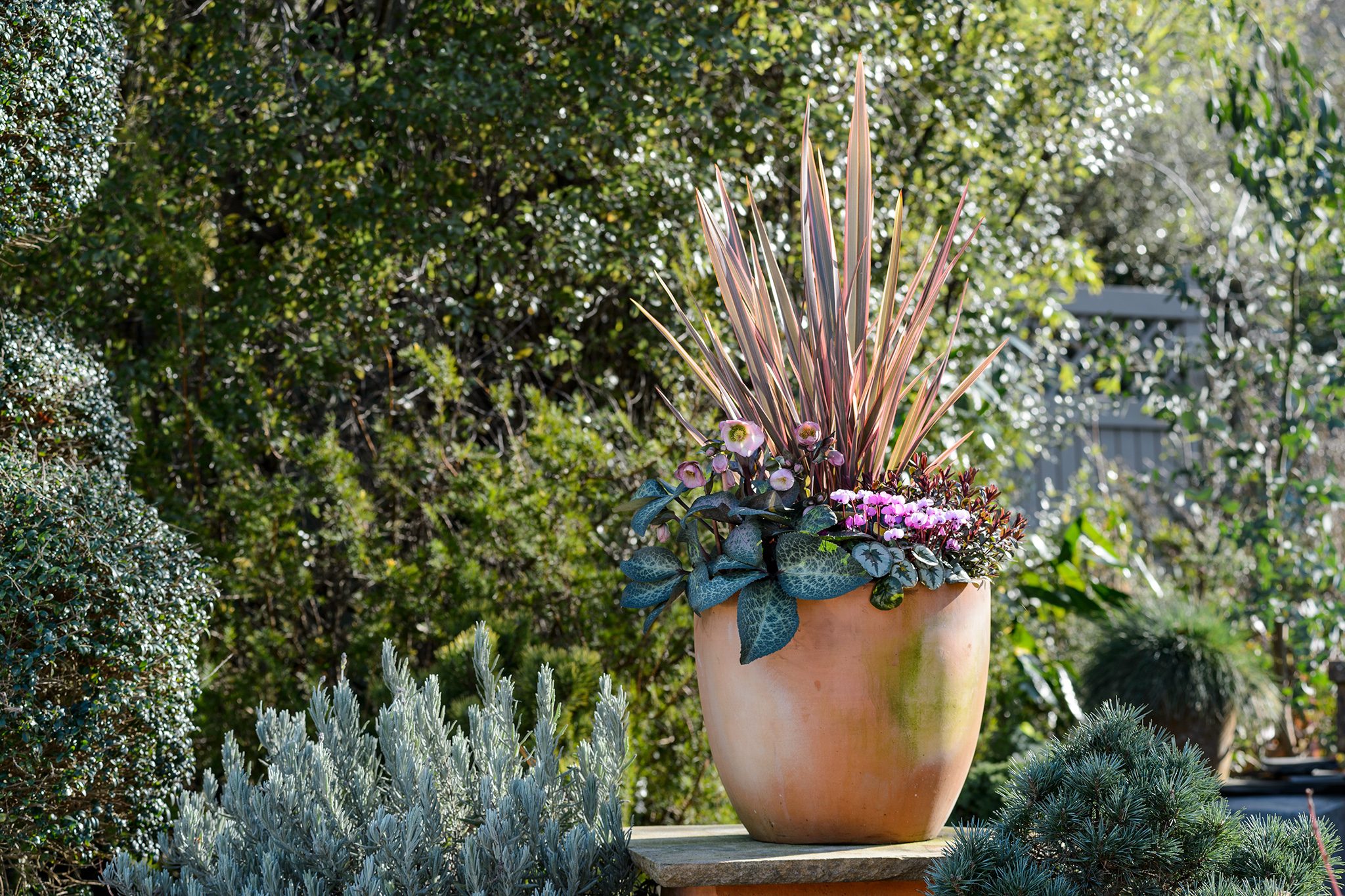 Konstsmidee Shop -Konstsmidee Shop 2048x1365 Plants for pots SEO BobPurnellJI260219InstantWinterPots040 c0e2272